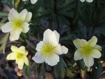 Anemone x lipsiensis 'Pallida'